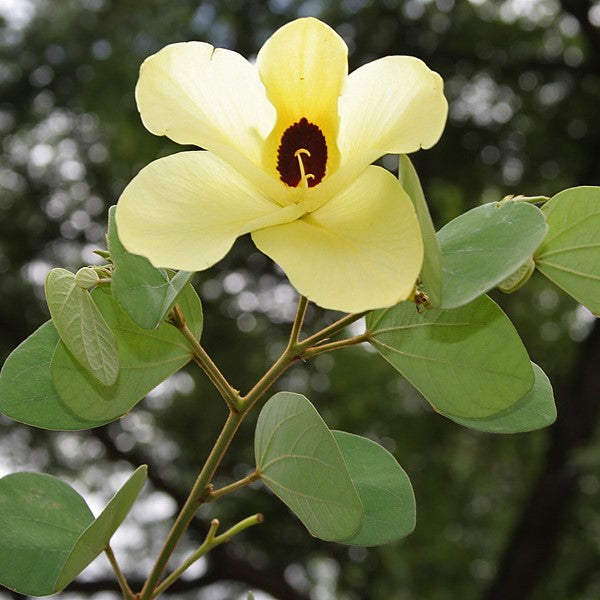  Bauhinia Tomentosa Kachnar Plant