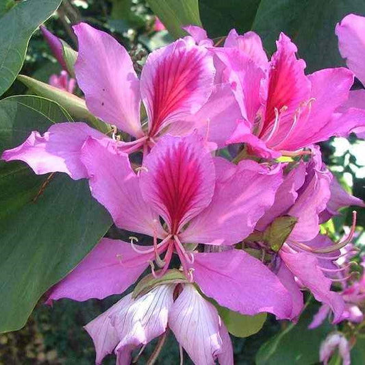  Bauhinia Variegata Kachnar Plant