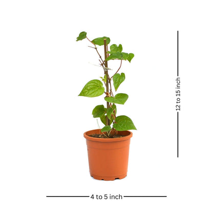  Betel Leaf Vine Paan Plant