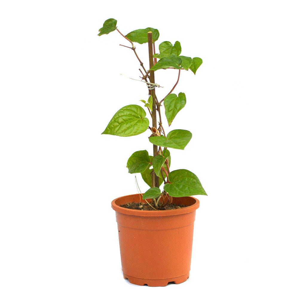  Betel Leaf Vine Paan Plant