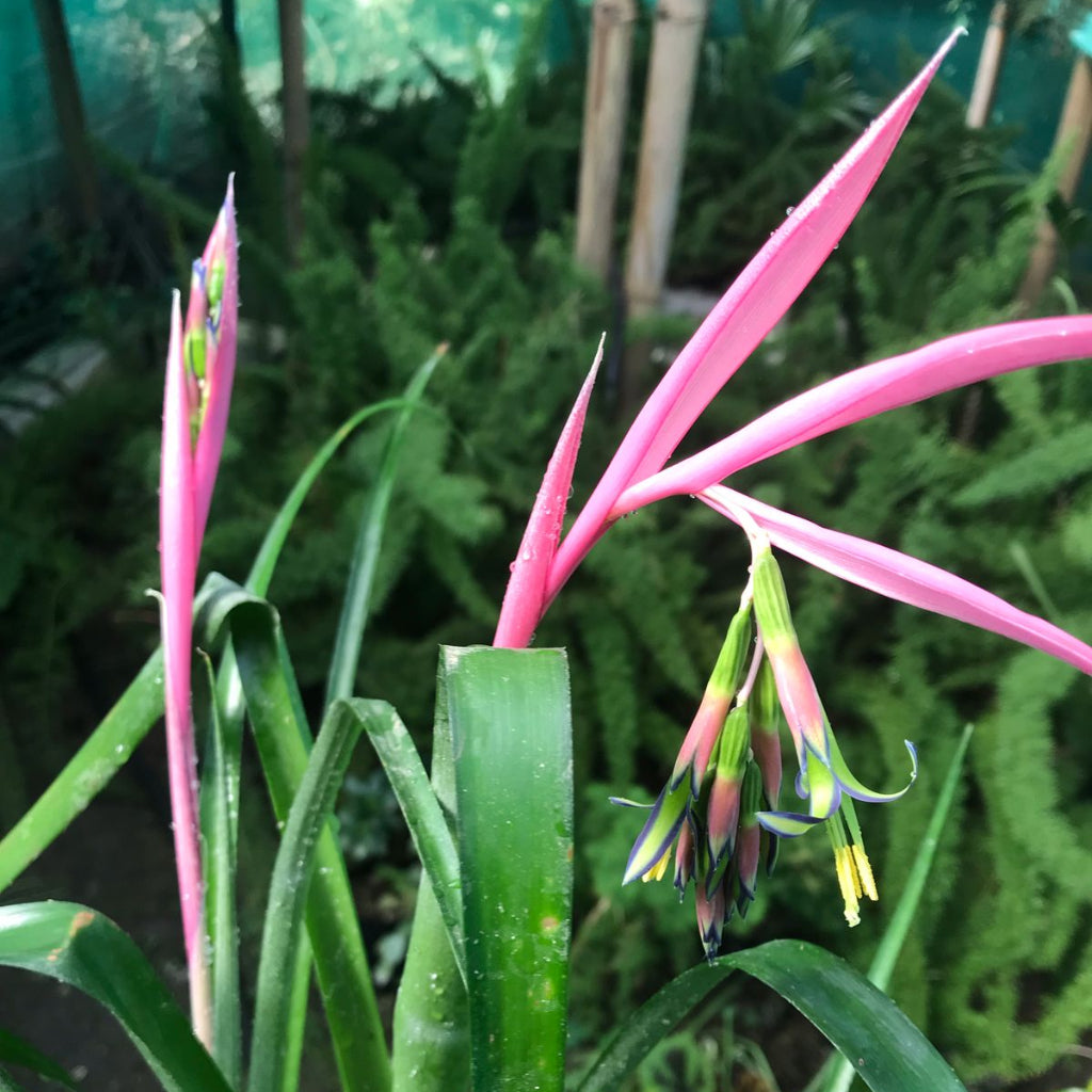  Billbergia Nutans Plant