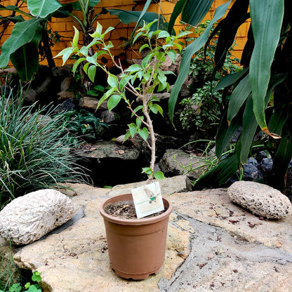  Bougainvillea Delta Dawn Plant