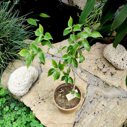  Bougainvillea Barbara Karst Plant
