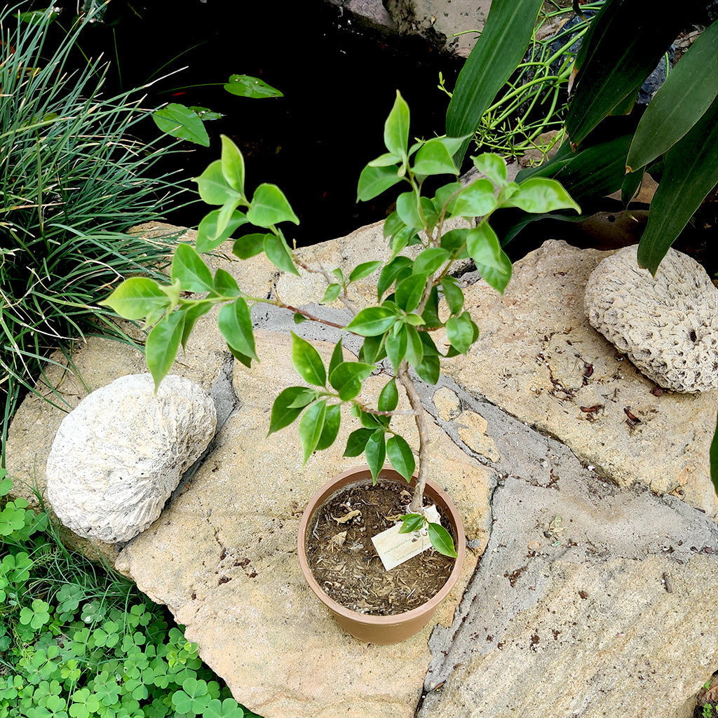  Bougainvillea Pixie Queen Plant