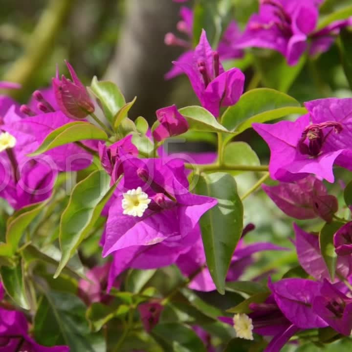  Bougainvillea Glabra Sanderiana Variegata Plant