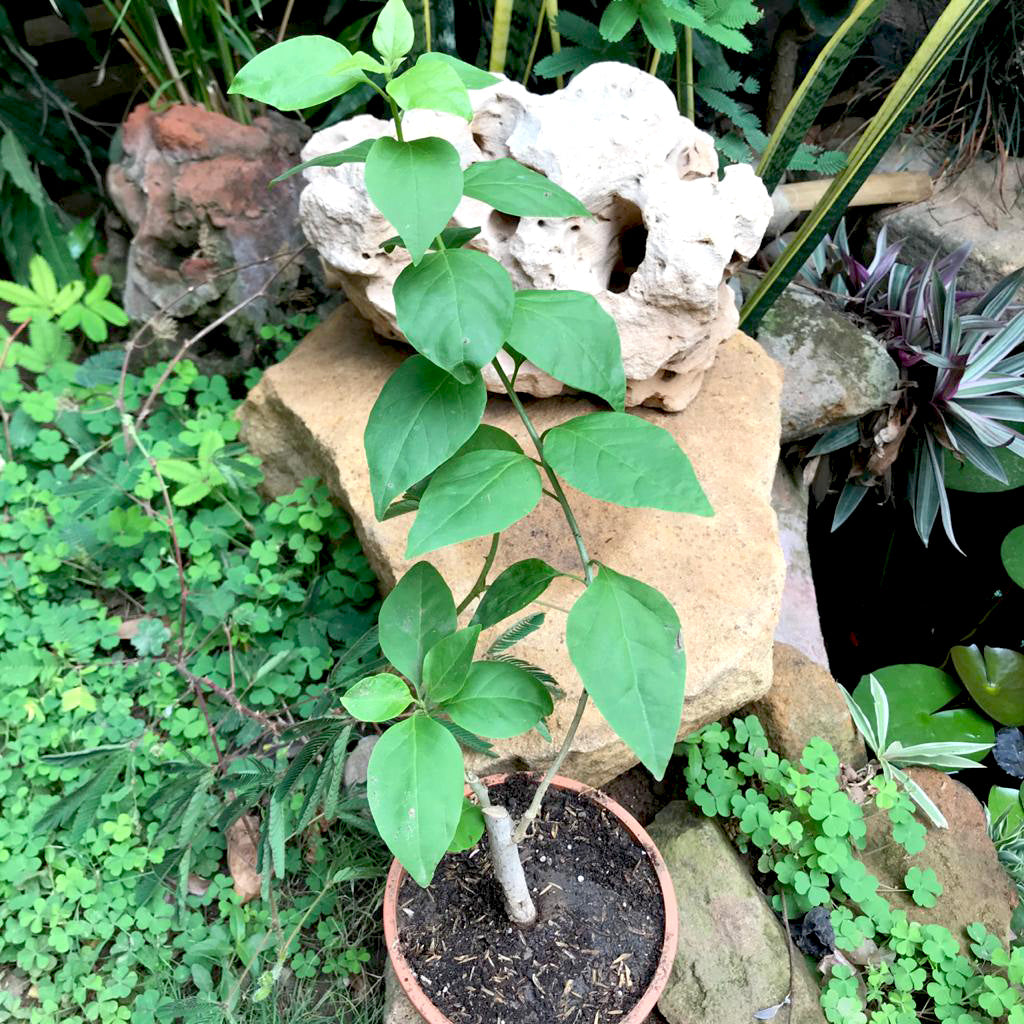 Bougainvillea La Jolla Plant