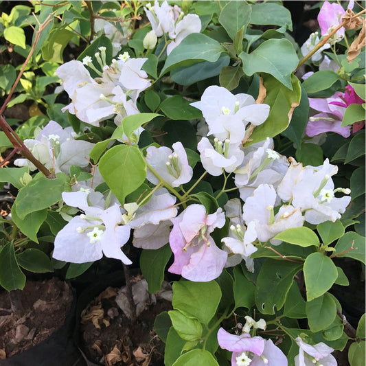  Bougainvillea Coconut Ice Plant