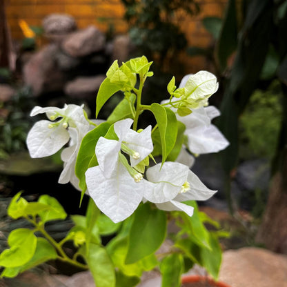  Bougainvillea Glabra Snow White Plant