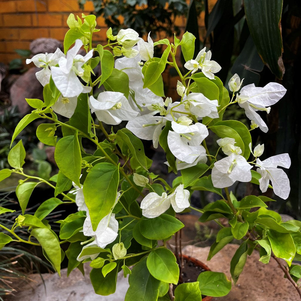  Bougainvillea Glabra Snow White Plant