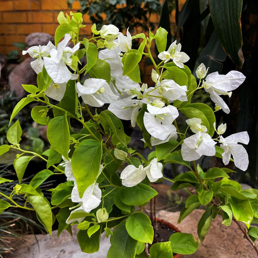  Bougainvillea Glabra Snow White Plant