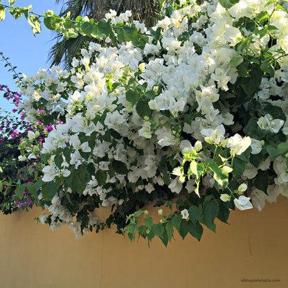  Bougainvillea Glabra Snow White Plant