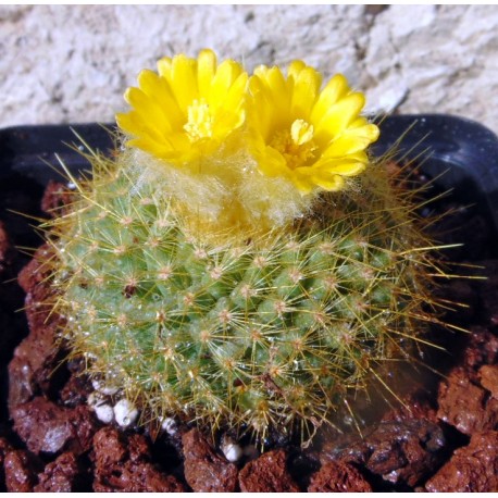  Brasilicactus Graessneri Cactus Plant