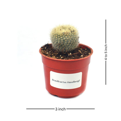  Brasilicactus Haselbergii Crested Scarlet Ball Cactus Plant