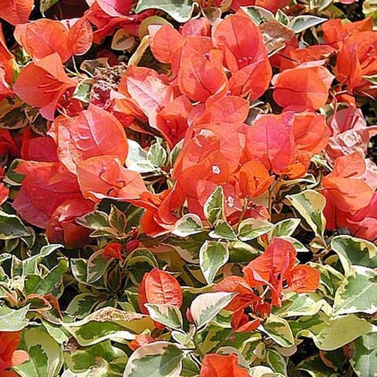  Bougainvillea Orange Ice Plant