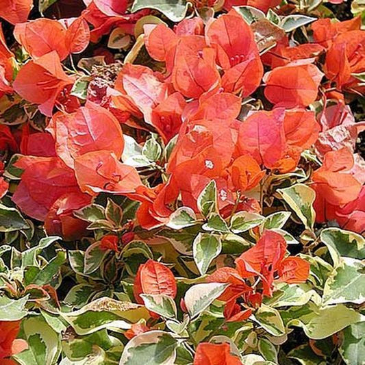  Bougainvillea Orange Ice Plant