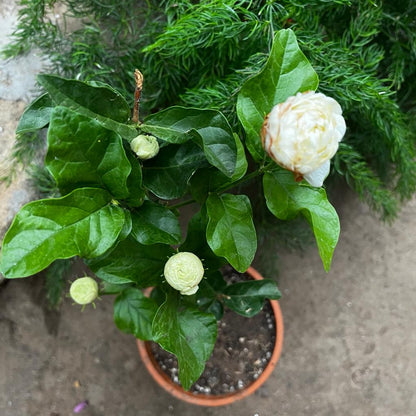  Jasminum Sambac Butt Mogra Plant