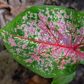  Caladium 'Pink Cloud' Plant