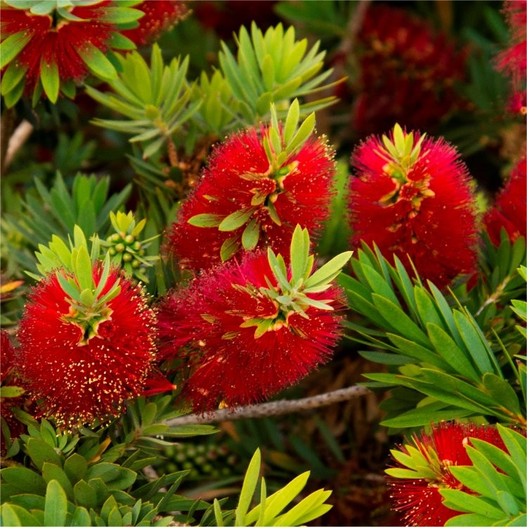  Callistemon Citrinus BottleBrush Plant