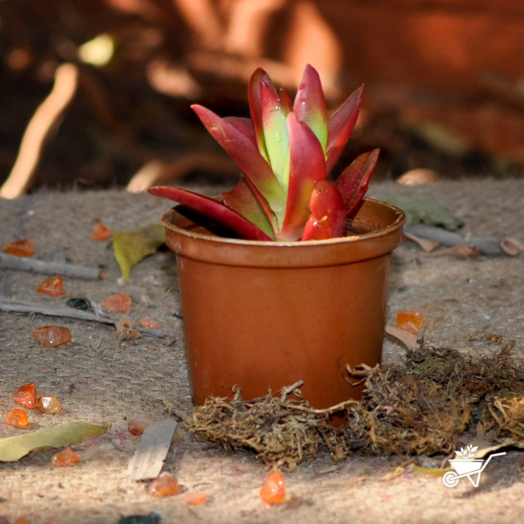  Crassula Capitella Campfire Succulent Plant