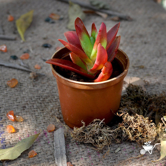  Crassula Capitella Campfire Succulent Plant