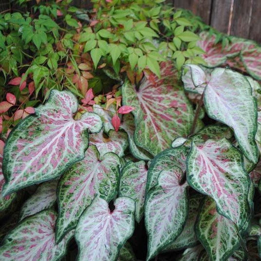  Caladium 'Candyland' Plant
