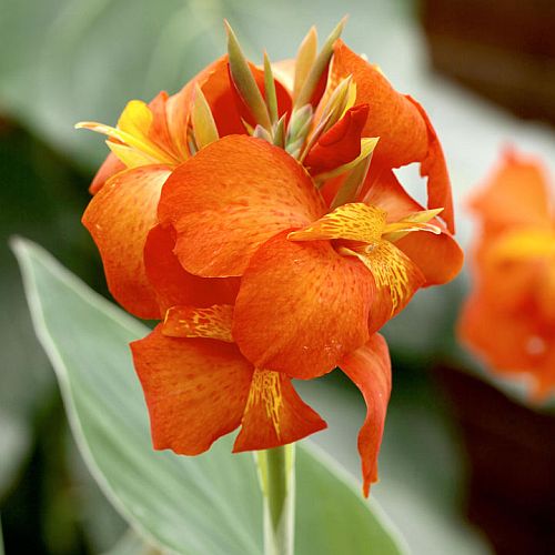  Canna Orange Beauty (Rhizomes)