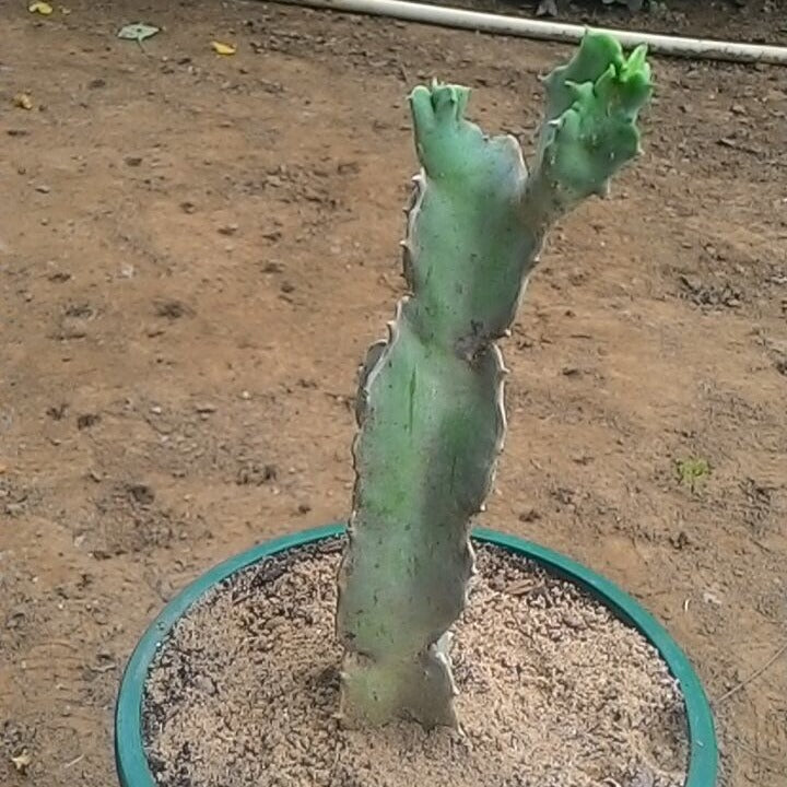  Caralluma Speciosa Succulent Plant