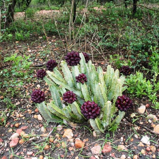  Caralluma Speciosa Succulent Plant