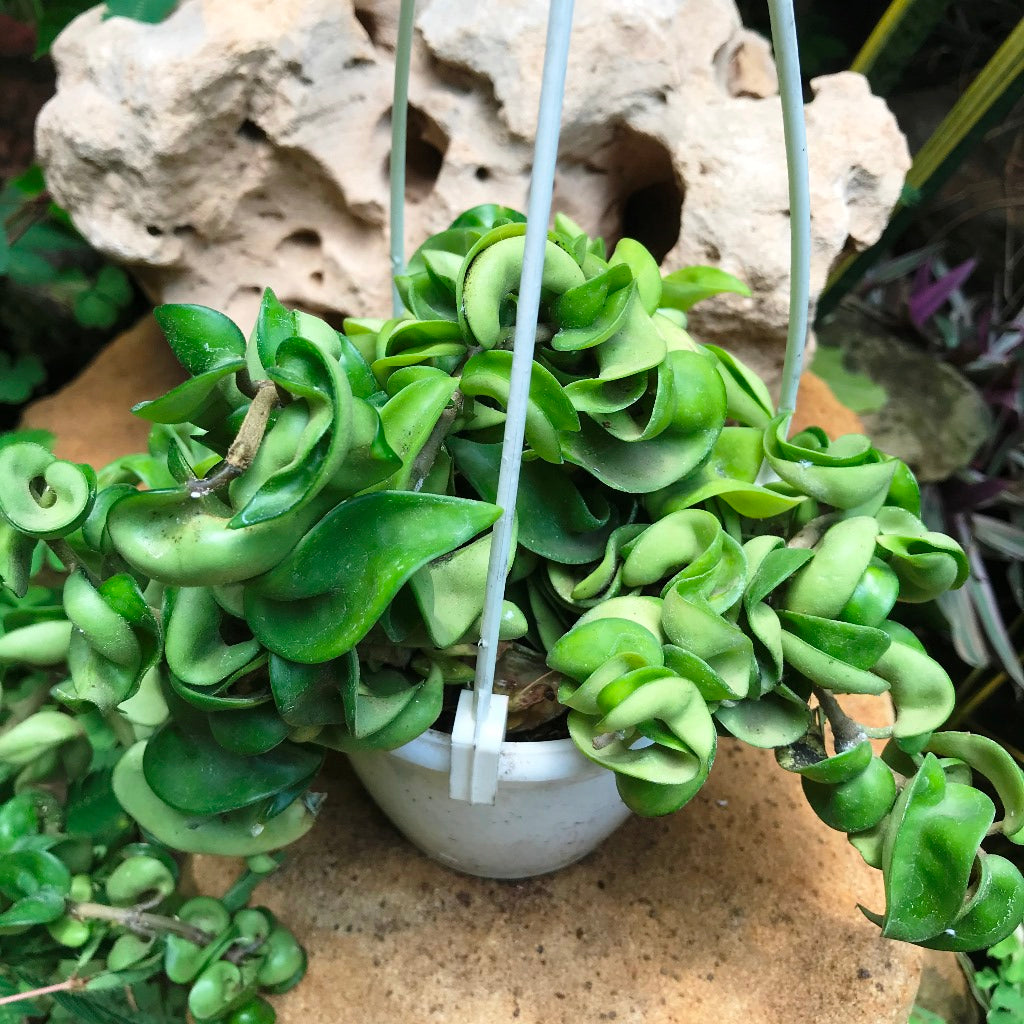  Hoya Carnosa Krinkle Kurl Green Plant