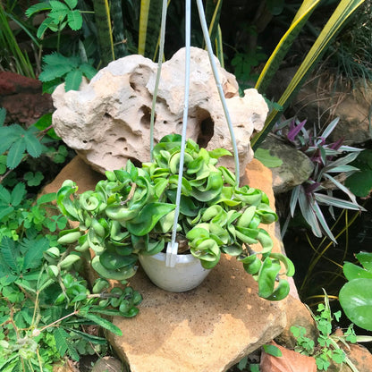  Hoya Carnosa Krinkle Kurl Green Plant