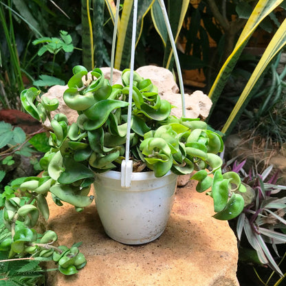  Hoya Carnosa Krinkle Kurl Green Plant