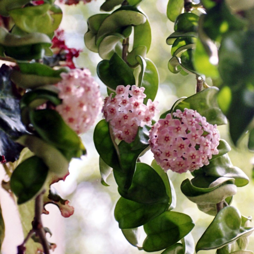  Hoya Carnosa Krinkle Kurl Green Plant