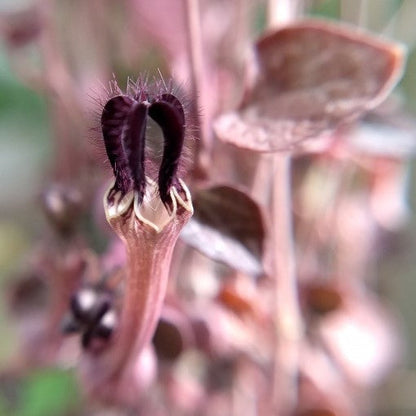  Ceropegia Woodii String Of Hearts Succulent Plant