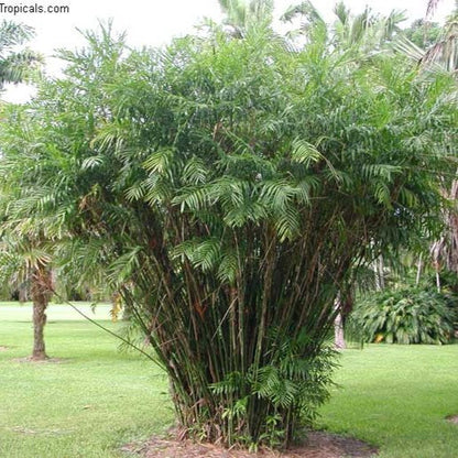  Bamboo Palm Plant