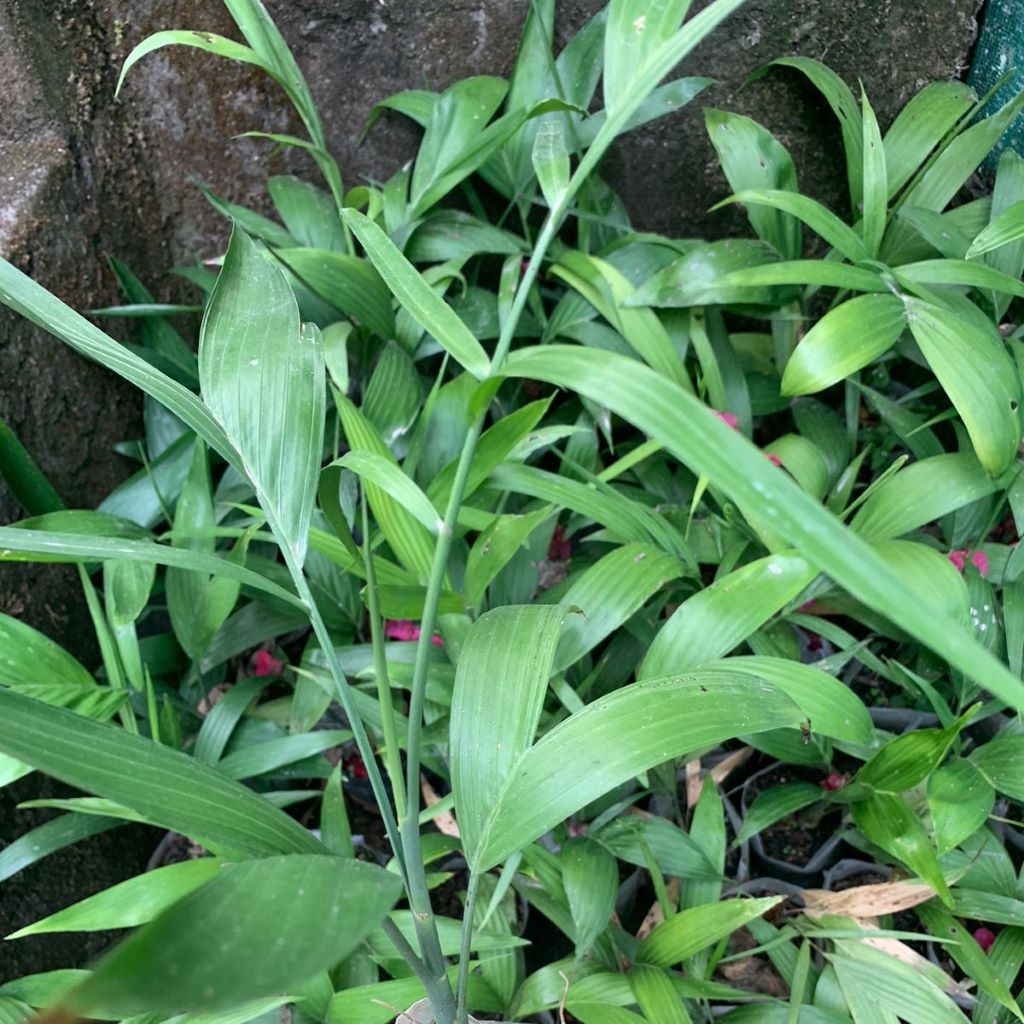  Bamboo Palm Plant