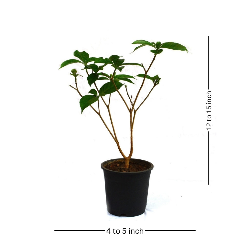  Crape Jasmine Chandni Plant