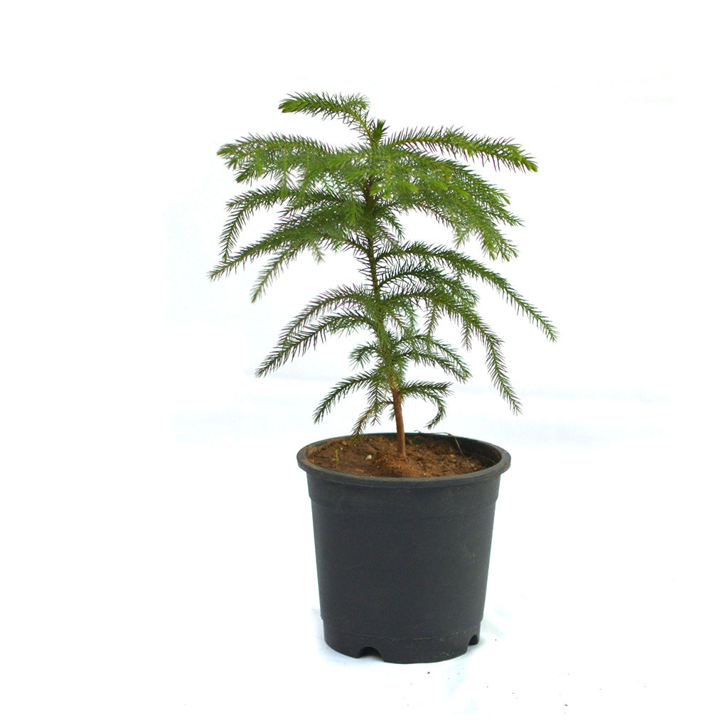  Christmas Tree Araucaria Heterophylla Plant