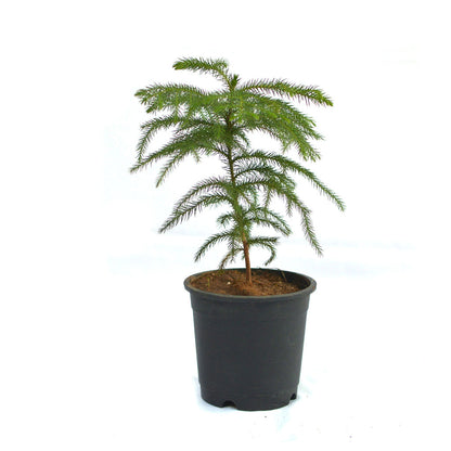  Christmas Tree Araucaria Heterophylla Plant