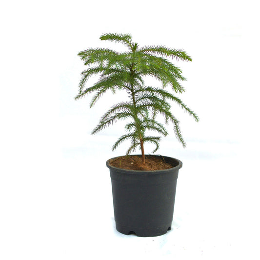  Christmas Tree Araucaria Heterophylla Plant