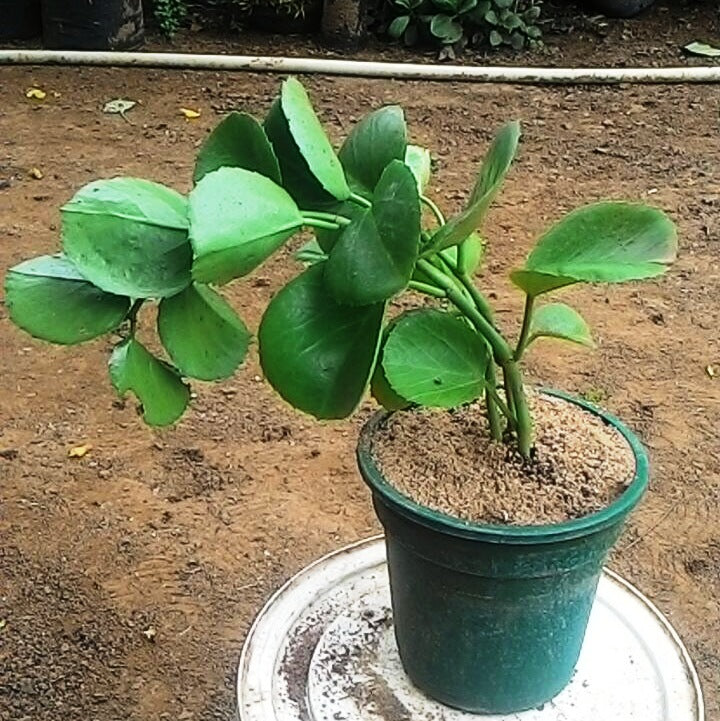  Cissus Rotundifolia Succulent Plant