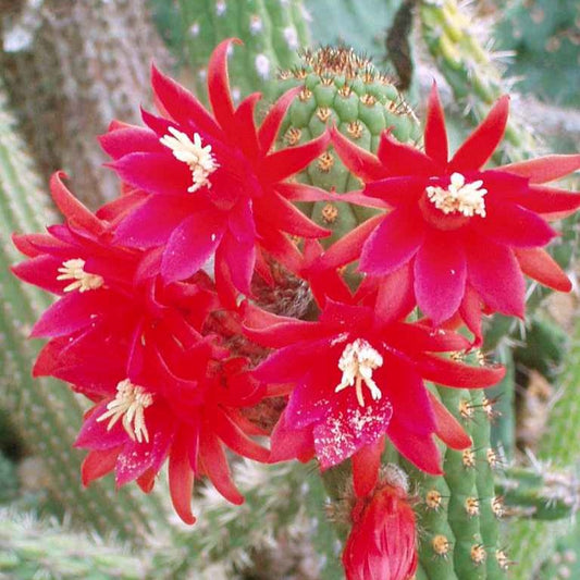  Cleistocactus Fieldianus Subsp. Tessellatus Cactus Plant