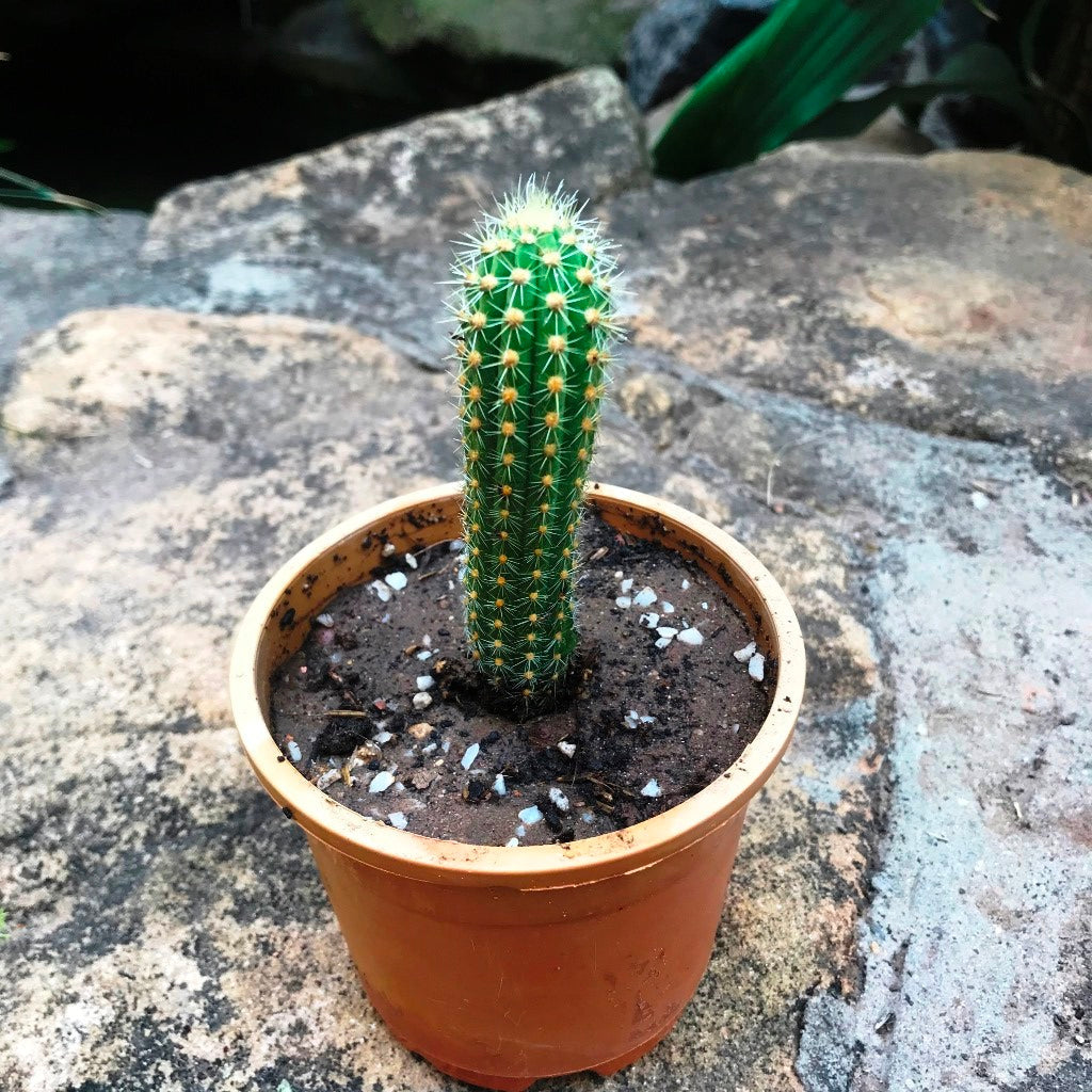  Cleistocactus Samaipatanus Cactus Plant