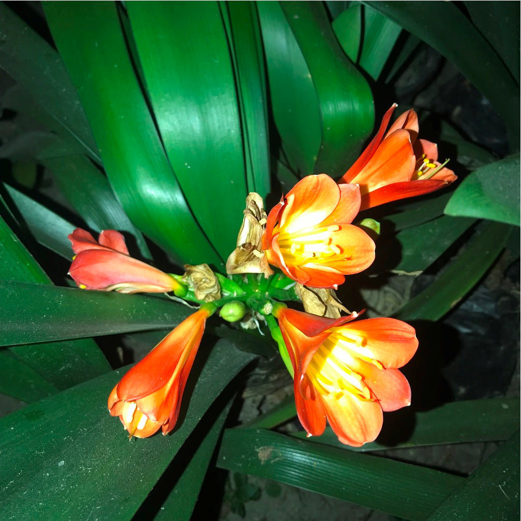  Clivia Miniata Orange Plant