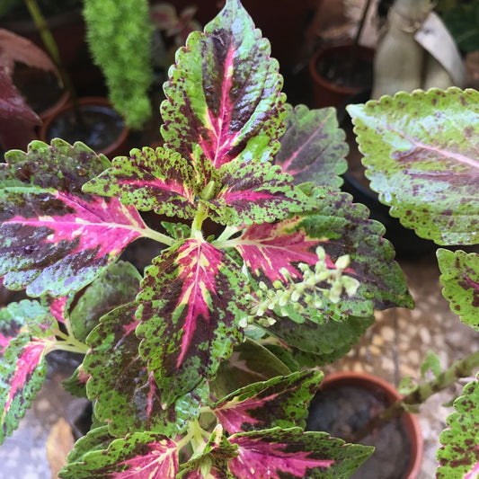  Coleus Rainbow Masterblends Plant