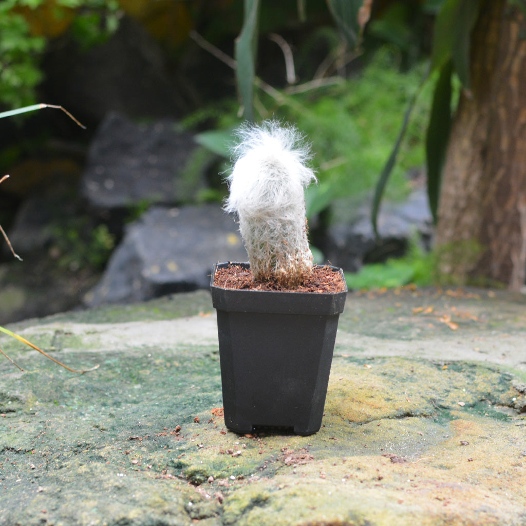  Espostoa Lanata Cotton Ball Cactus Plant