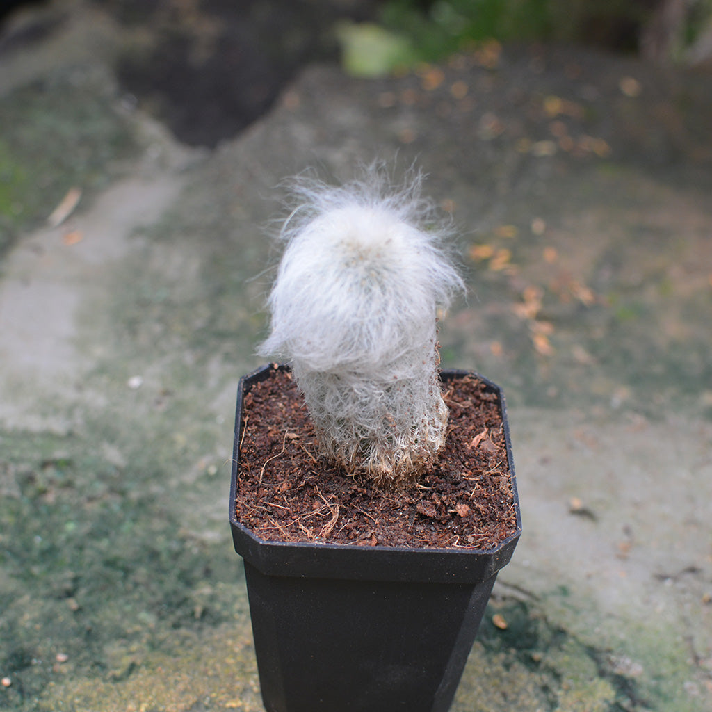  Espostoa Lanata Cotton Ball Cactus Plant