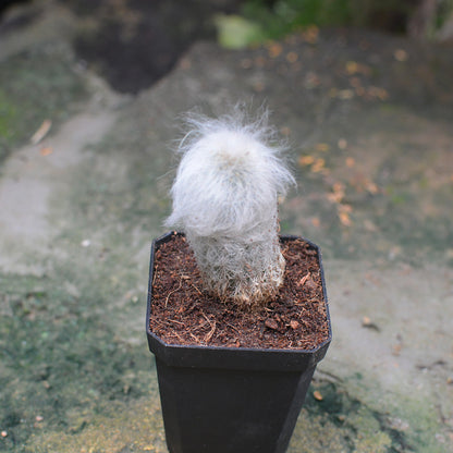  Espostoa Lanata Cotton Ball Cactus Plant