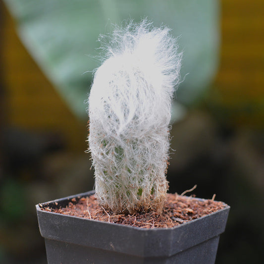  Espostoa Lanata Cotton Ball Cactus Plant