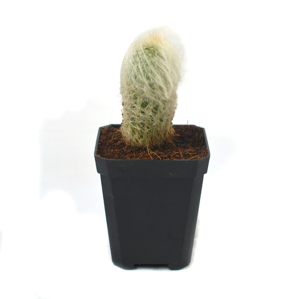  Espostoa Lanata Cotton Ball Cactus Plant