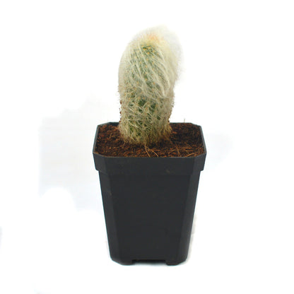  Espostoa Lanata Cotton Ball Cactus Plant